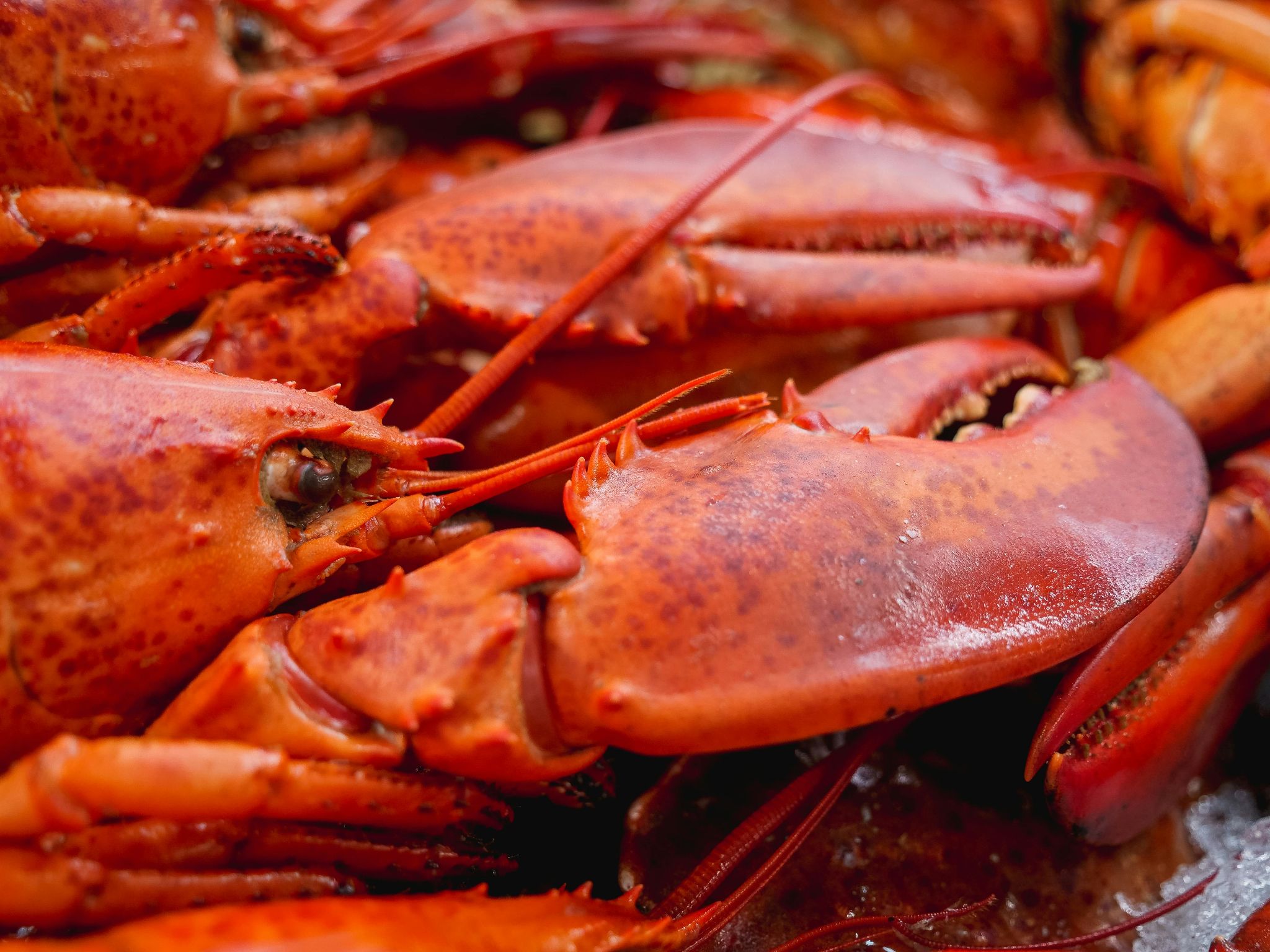 Whole lobsters piled together.