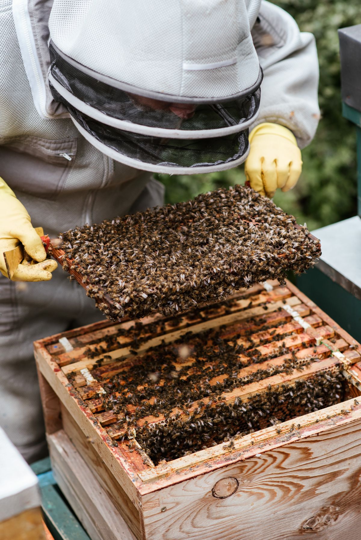 A beekeeper in a protective veil and yellow gloves holds a bee-covered frame above an open hive.