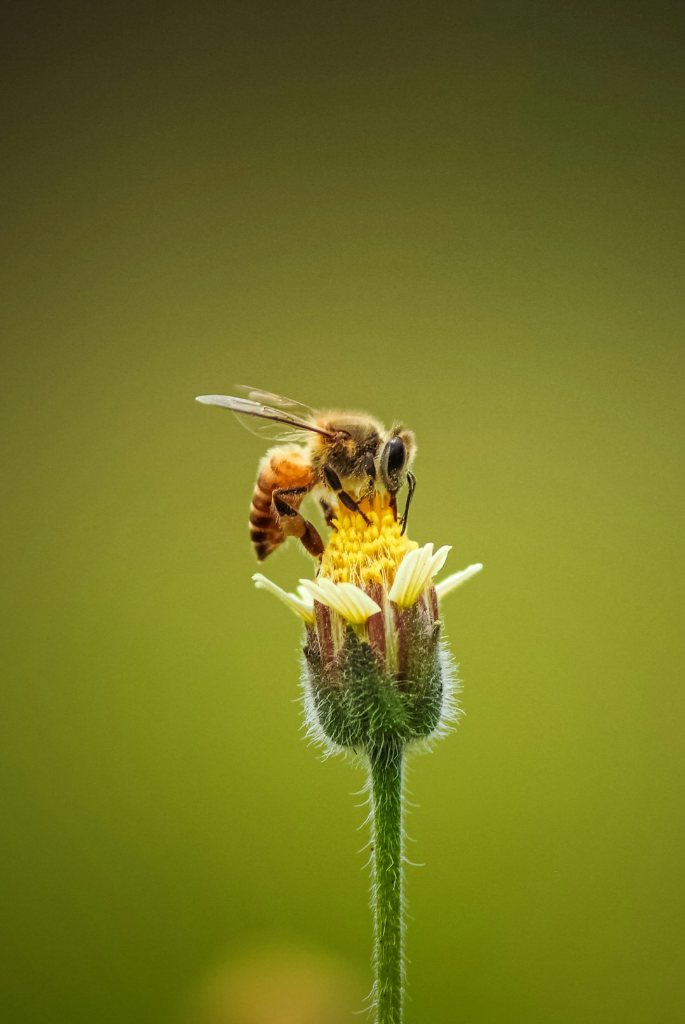 A bee on a yellow flower.