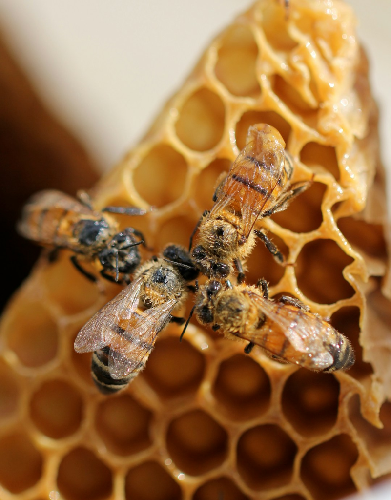 Bees on honeycomb.