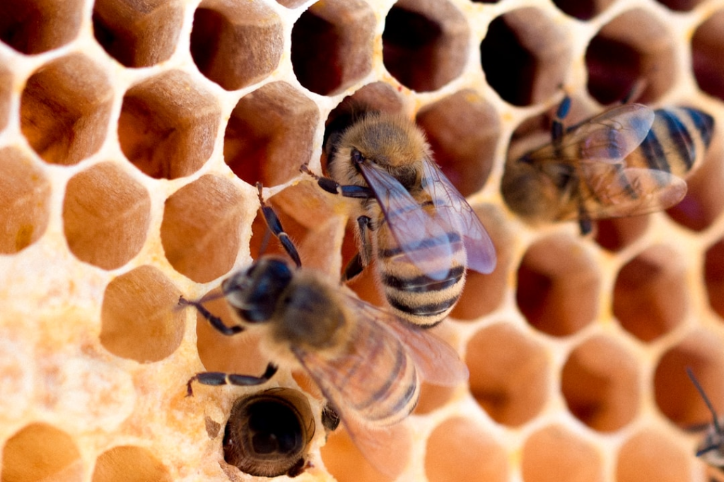 Bees at honeycomb cells.